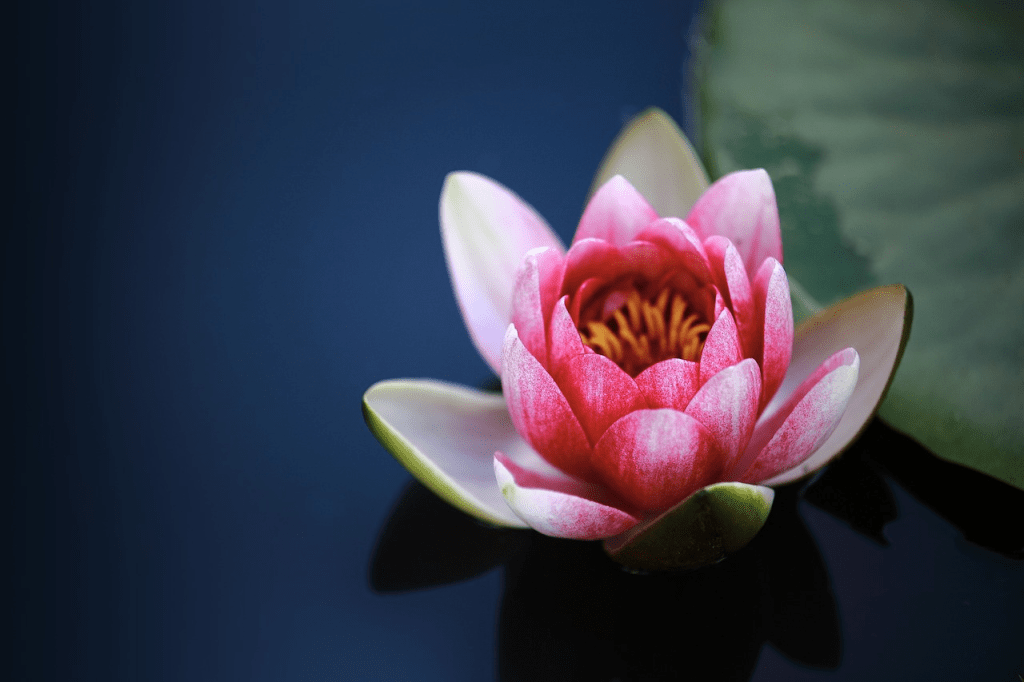 water lilies, pond, flower background, flower, pink flower, petal, pink petals, bloom, water plant, flora, flower wallpaper, beautiful flowers, nature, ne young na-young